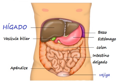 Organos de la cavidad abdominal